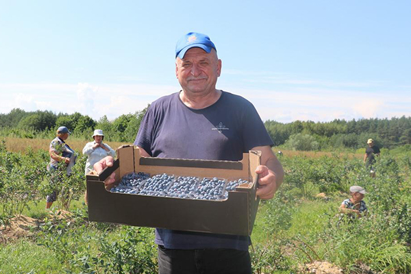 Кислого поля ягода Кислого поля ягода